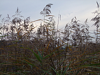 07.11.2010 16:22:39
Hofstätter See
Garchinger Umland
Garchinger.de