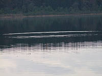 07.11.2010 17:16:34
Hofstätter See
Garchinger Umland
Garchinger.de