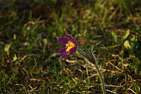 25.04.2013 18:56:34
Kuhschellen
Garchinger Umland
Garchinger.de