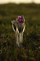 25.04.2013 18:58:44
Kuhschellen
Garchinger Umland
Garchinger.de