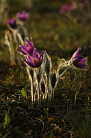 25.04.2013 19:00:37
Kuhschellen
Garchinger Umland
Garchinger.de