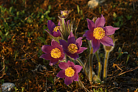 25.04.2013 19:08:34
Kuhschellen
Garchinger Umland
Garchinger.de