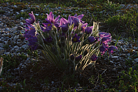 25.04.2013 19:21:16
Kuhschellen
Garchinger Umland
Garchinger.de