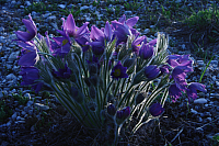 25.04.2013 19:21:55
Kuhschellen
Garchinger Umland
Garchinger.de