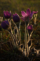 25.04.2013 19:27:33
Kuhschellen
Garchinger Umland
Garchinger.de