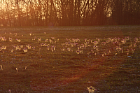 25.04.2013 19:37:00
Kuhschellen
Garchinger Umland
Garchinger.de