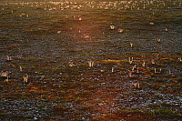 25.04.2013 19:37:07
Kuhschellen
Garchinger Umland
Garchinger.de