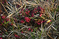 25.04.2013 19:42:57
Kuhschellen
Garchinger Umland
Garchinger.de