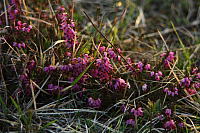 25.04.2013 19:43:45
Kuhschellen
Garchinger Umland
Garchinger.de