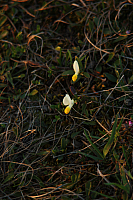 25.04.2013 19:46:37
Kuhschellen
Garchinger Umland
Garchinger.de