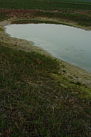 25.04.2013 20:04:31
Kuhschellen
Garchinger Umland
Garchinger.de