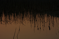 25.04.2013 20:05:50
Kuhschellen
Garchinger Umland
Garchinger.de