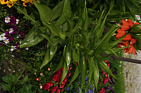 01.05.2013 17:45:59
Oberschleißheim
Garchinger Umland
Garchinger.de