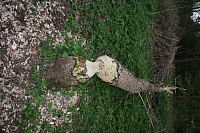 01.05.2013 19:24:21
Oberschleißheim
Garchinger Umland
Garchinger.de