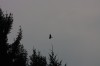 10.09.2014 15:51:46
Der Habichtweg bei Eicherloh
Garchinger Umland
Garchinger.de