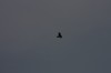 10.09.2014 15:57:25
Der Habichtweg bei Eicherloh
Garchinger Umland
Garchinger.de
