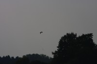 10.09.2014 15:51:25
Der Habichtweg bei Eicherloh
Garchinger Umland
Garchinger.de