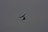 Der Habichtweg bei Eicherloh
Zwischen Ismaning und Finsing
2014-09-10_Habichtweg