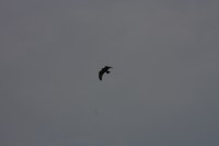 10.09.2014 15:59:38
Der Habichtweg bei Eicherloh
Garchinger Umland
Garchinger.de