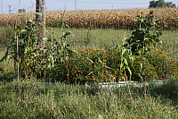 25.09.2016 16:18:05
Tipiplatz/Schrottkirche
Langwied
Garchinger Umland
Garchinger.de