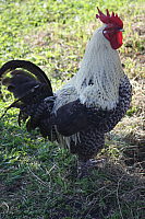 25.09.2016 16:20:28
Tipiplatz/Schrottkirche
Langwied
Garchinger Umland
Garchinger.de
