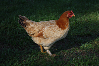 25.09.2016 16:27:01
Tipiplatz/Schrottkirche
Langwied
Garchinger Umland
Garchinger.de