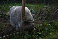 25.09.2016 16:32:49
Tipiplatz/Schrottkirche
Langwied
Garchinger Umland
Garchinger.de