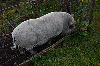 25.09.2016 16:33:50
Tipiplatz/Schrottkirche
Langwied
Garchinger Umland
Garchinger.de