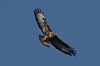 Vögel
Langwied
Garchinger Umland
Garchinger.de