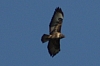 Vögel
Langwied
Garchinger Umland
Garchinger.de
