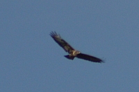 Vögel
Langwied
Garchinger Umland
Garchinger.de